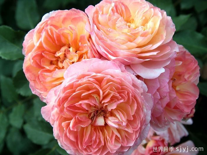 安德烈杜加德月季Andre Turcat(图1)