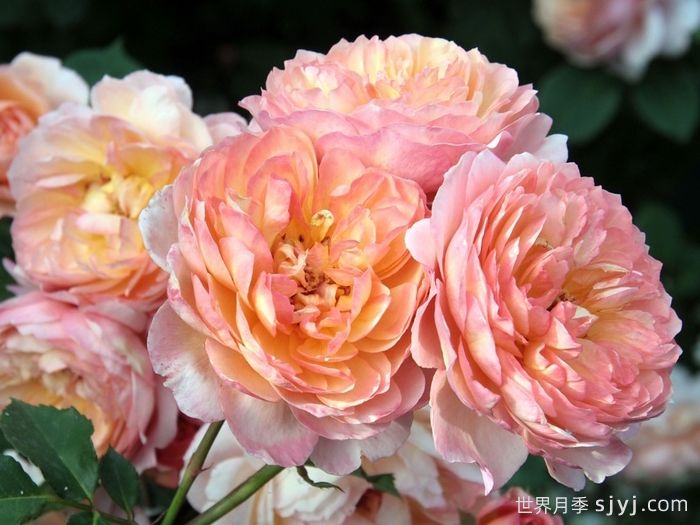 安德烈杜加德月季Andre Turcat(图3)