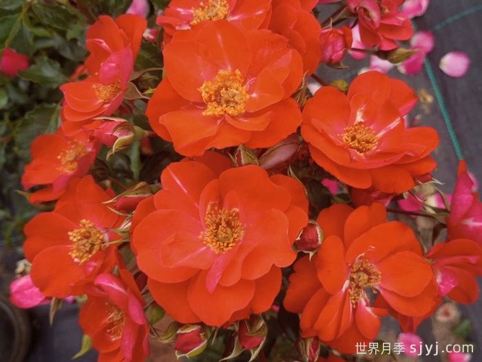 安东月季Anton(图1) 安东月季Anton(图1)