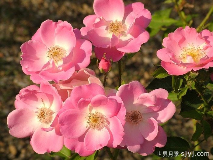 安吉丽娜月季/安洁莉娜Angelina(图1) 安吉丽娜月季/安洁莉娜Angelina(图1)