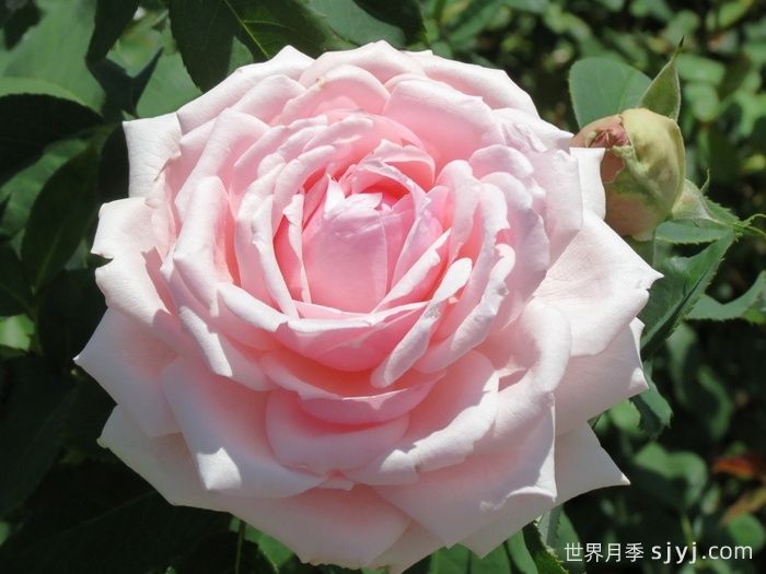 安静月季/恬静/静谧Quietness(图1) 安静月季/恬静/静谧Quietness(图1)