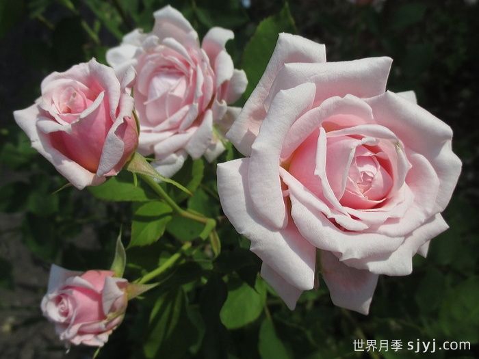 安静月季/恬静/静谧Quietness(图3) 安静月季/恬静/静谧Quietness(图3)