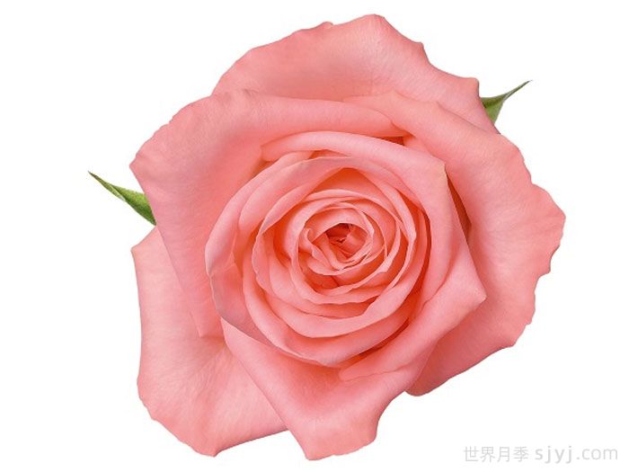 安娜卡丽娜月季/安卡丽娜Annakarina(图1)