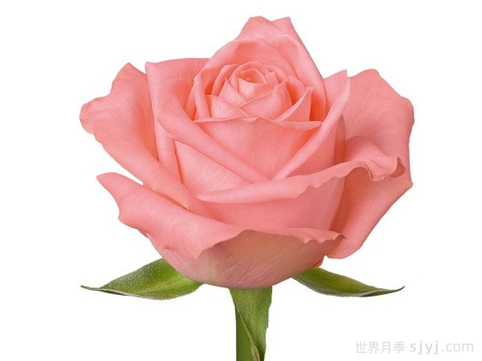 安娜卡丽娜月季/安卡丽娜Annakarina(图2)