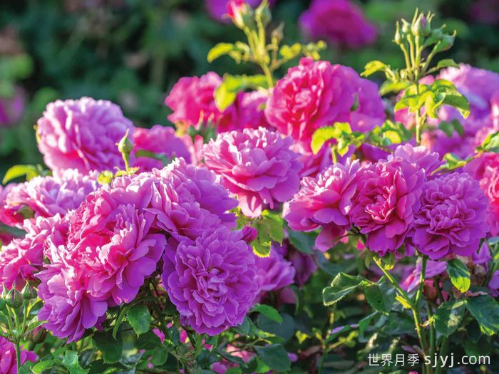 安妮公主月季Princess Anne(图2) 安妮公主月季Princess Anne(图2)