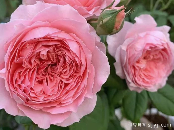 安索菲比克月季/碧克月季Anne-Sophie Pic(图2) 安索菲比克月季/碧克月季Anne-Sophie Pic(图2)