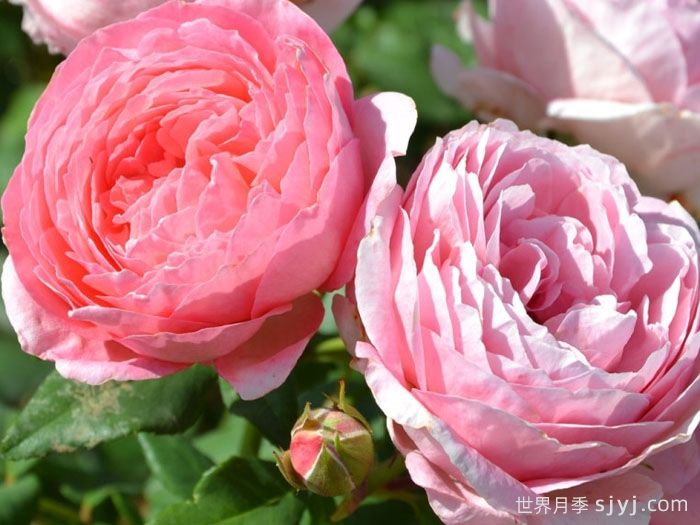 安索菲比克月季/碧克月季Anne-Sophie Pic(图3) 安索菲比克月季/碧克月季Anne-Sophie Pic(图3)