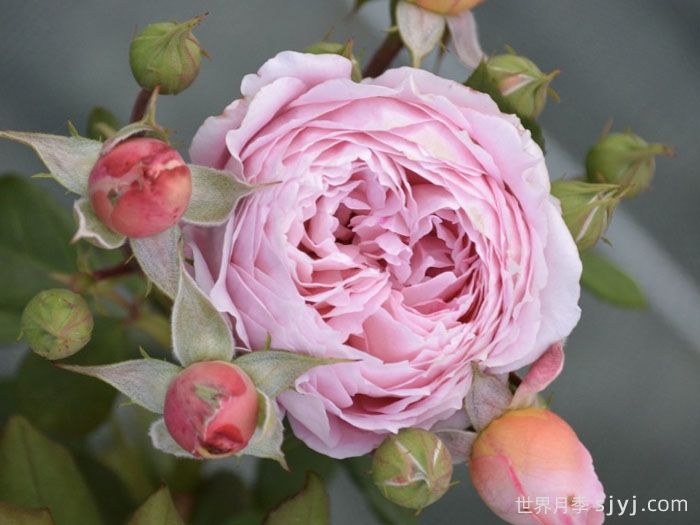 安索菲比克月季/碧克月季Anne-Sophie Pic(图4) 安索菲比克月季/碧克月季Anne-Sophie Pic(图4)