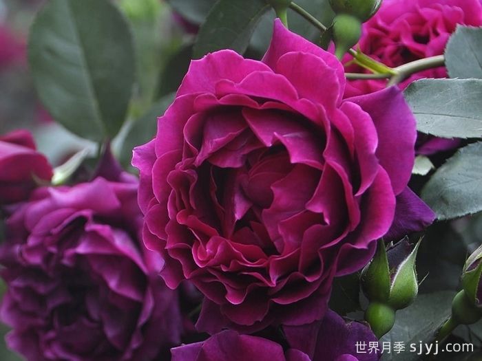 奥德赛月季Odysseia(图2)