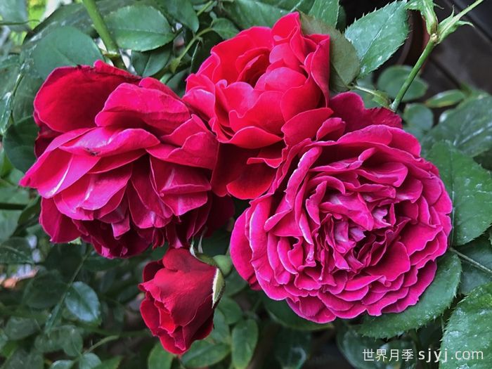 奥德赛月季Odysseia(图3)