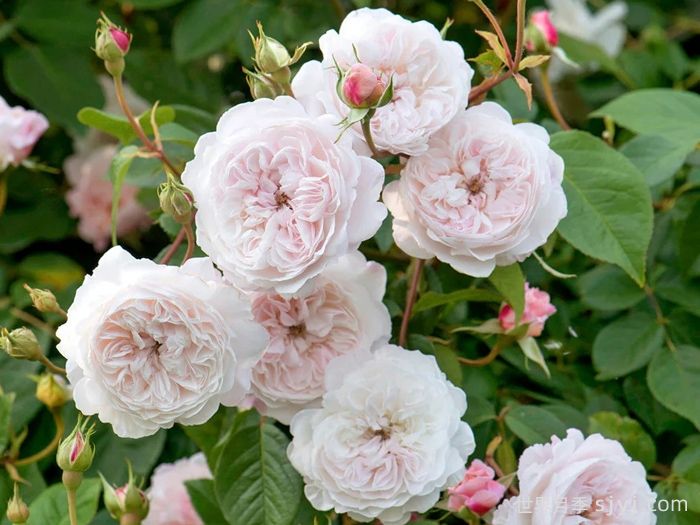 奥尔布莱顿月季/奥尔布莱顿兰布勒The Albrighton Rambler(图1)