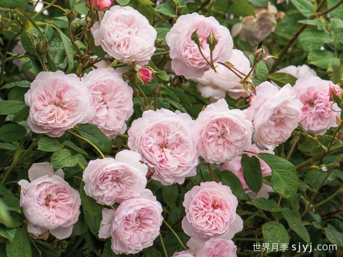 奥尔布莱顿月季/奥尔布莱顿兰布勒The Albrighton Rambler(图2)