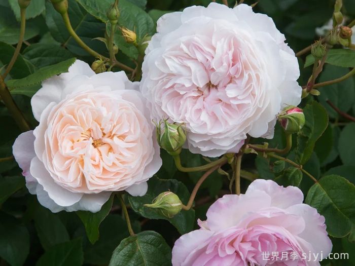 奥尔布莱顿月季/奥尔布莱顿兰布勒The Albrighton Rambler(图3)