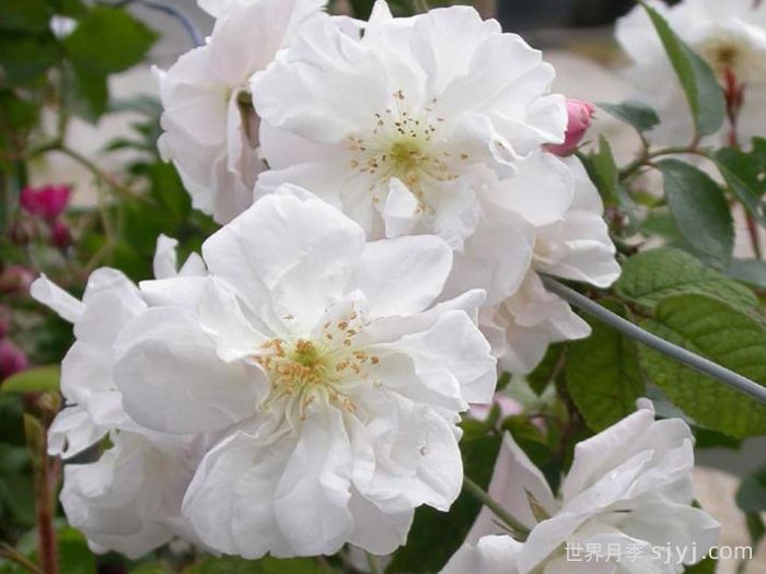 奥尔良花环月季/阿德莱德奥尔良Adelaide DOrleans(图2)