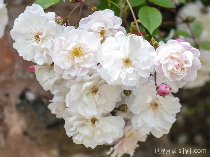 奥尔良花环月季/阿德莱德奥尔良Adelaide DOrleans(图1)