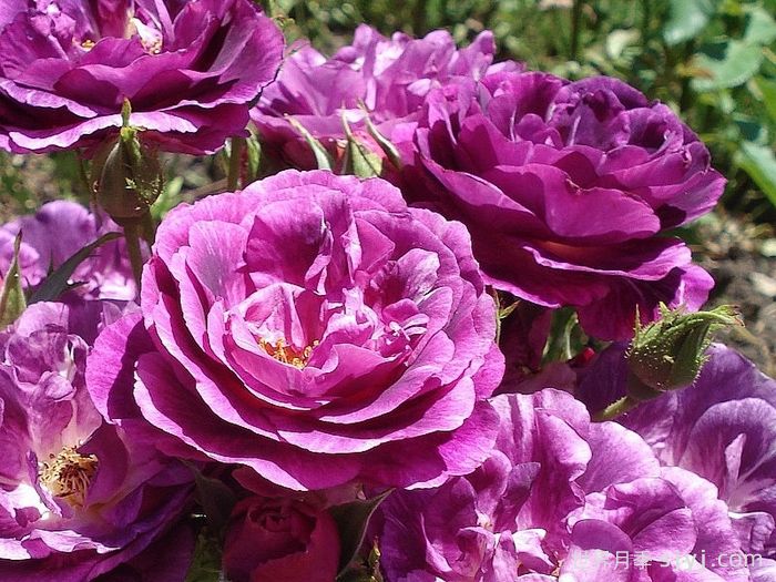 奥秘月季/神秘月季Mysterieuse(图1)