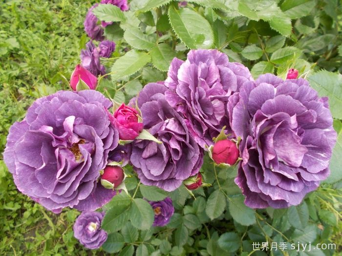 奥秘月季/神秘月季Mysterieuse(图3)