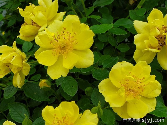 奥索易柠檬热情/柠檬乐趣Oso Easy Lemon Zest(图1)