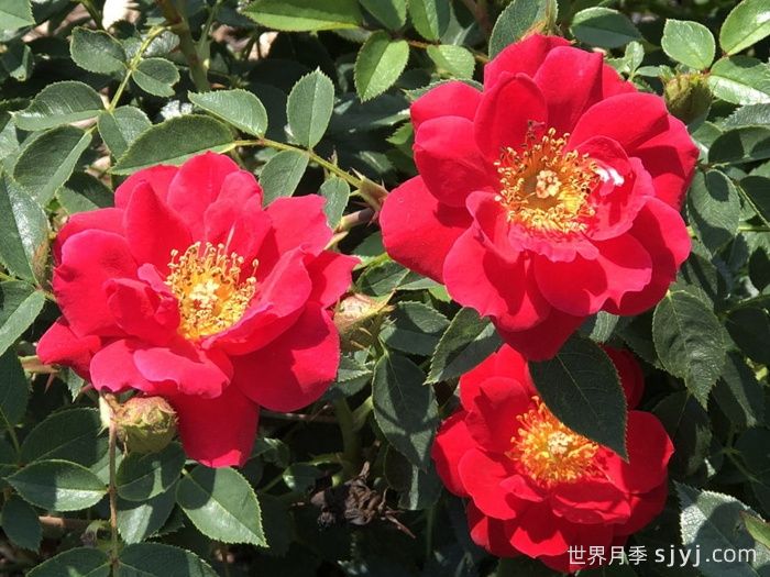 奥索易都市传奇月季Oso Easy Urban Legend(图1)