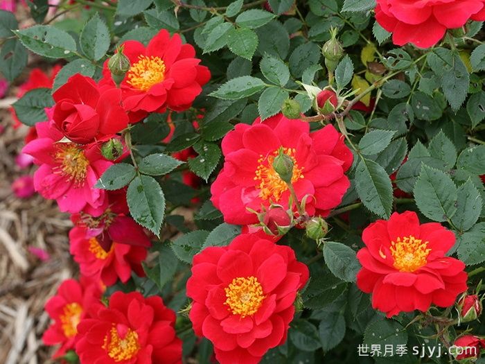 奥索易都市传奇月季Oso Easy Urban Legend(图2)