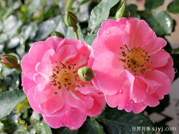 奥索易粉色纸杯蛋糕Oso Easy Pink Cupcake(图1)