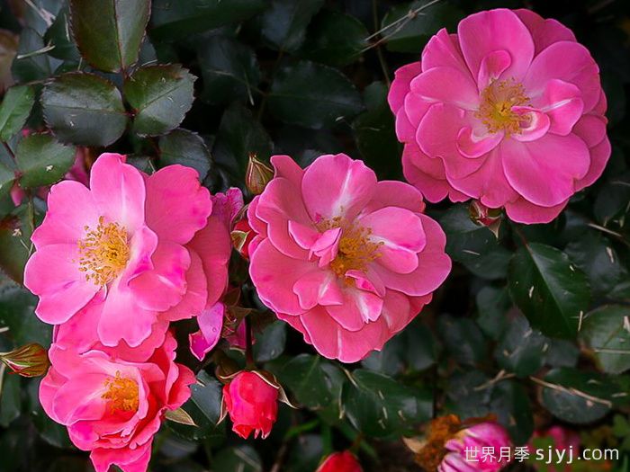 奥索易粉色纸杯蛋糕Oso Easy Pink Cupcake(图2)