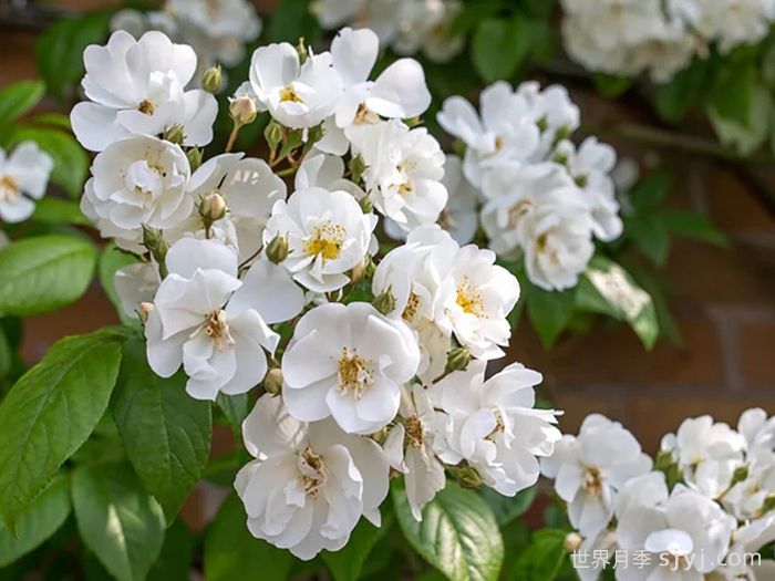 鲍比詹姆斯月季Bobbie James(图2)