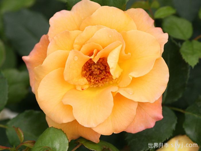 奥索易小姐月季Oso Easy Sunorita(图1) 奥索易小姐月季Oso Easy Sunorita(图1)