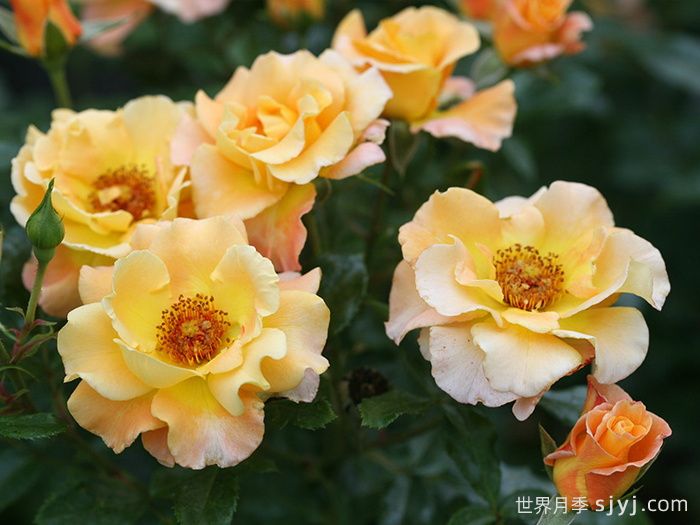 奥索易小姐月季Oso Easy Sunorita(图2) 奥索易小姐月季Oso Easy Sunorita(图2)