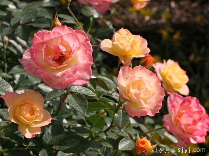 奥索易意大利冰月季Oso Easy Italian Ice(图2)