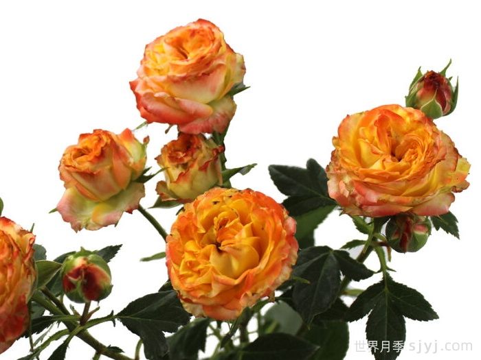 爆炸之花月季Explosion Blossoms(图1) 爆炸之花月季Explosion Blossoms(图1)