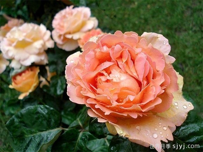 贝蒂娜月季Bettina2009(图2)