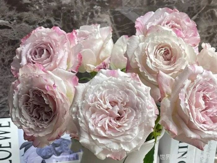 贝拉琳达仙女月季/仙女琳达月季Bella Linda Fairy(图2)