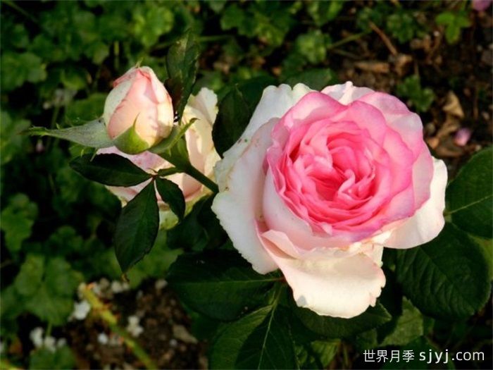 贝拉维塔月季/美好生活月季Bella Vita(图2)