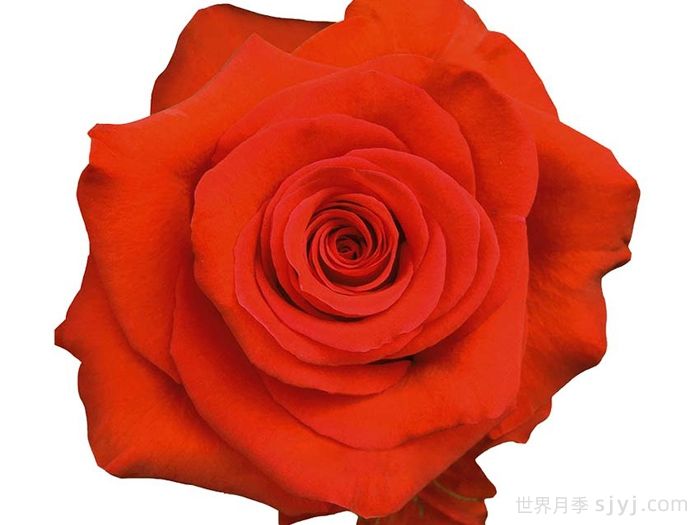 橙色碗月季/修行者Orange Bowl(图1) 橙色碗月季/修行者Orange Bowl(图1)