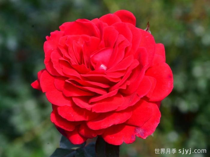 初心月季(丰花)(图1)