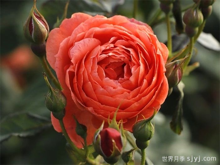 炽炎月季(图1) 炽炎月季(图1)