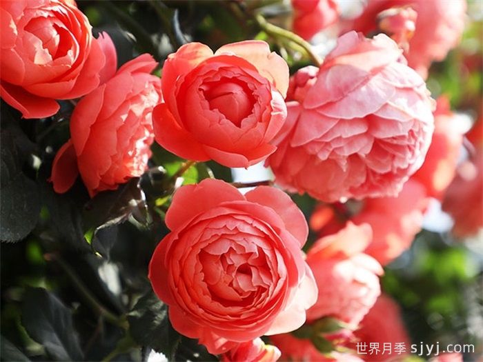 炽炎月季(图2) 炽炎月季(图2)