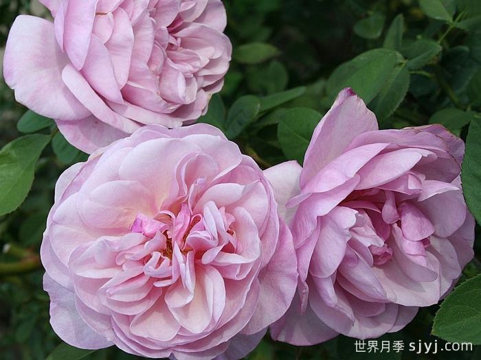 春游月季Spring Picnic(图1)