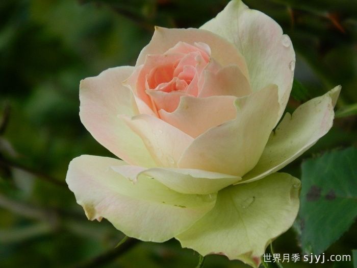 薄荷朱利普月季Mint Julep(图1)