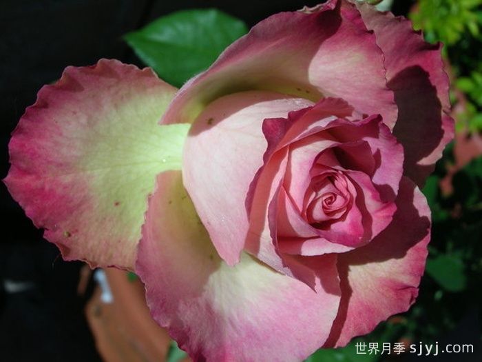 薄荷朱利普月季Mint Julep(图3)