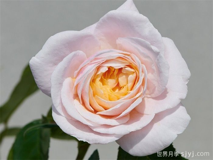 宝莉娜月季/保利纳Paolina Renaissance(图1)