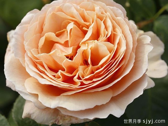 百香果月季/纯品康纳/纯果乐Tropicana(图1)