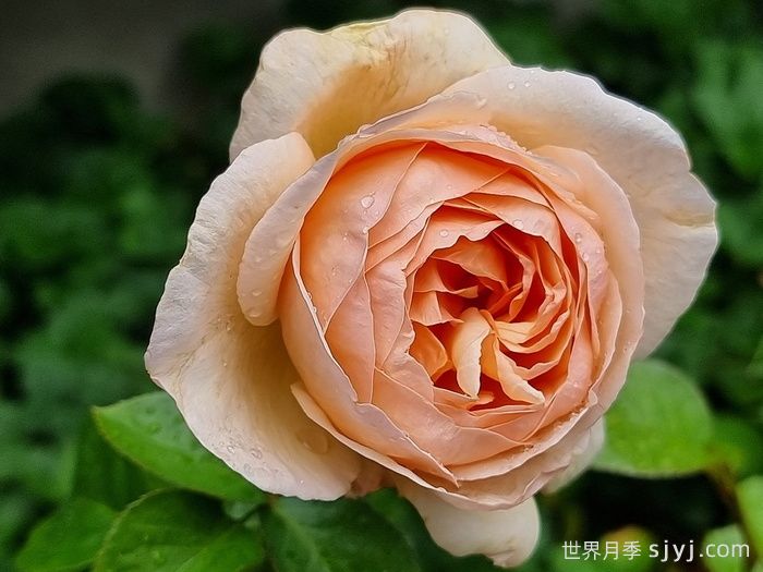 百香果月季/纯品康纳/纯果乐Tropicana(图3)