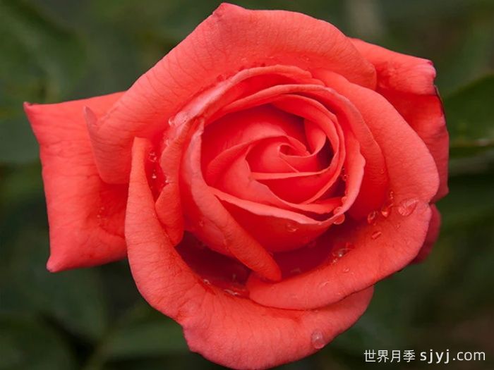 超级明星月季/纯品康纳Super Star(图1)