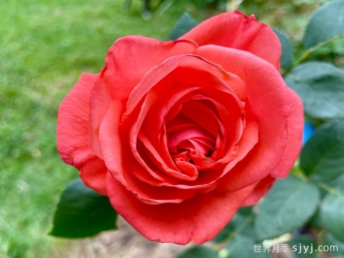 超级明星月季/纯品康纳Super Star(图3)