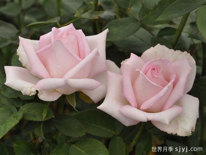 迪诺月季Deano(图2) 迪诺月季Deano(图2)