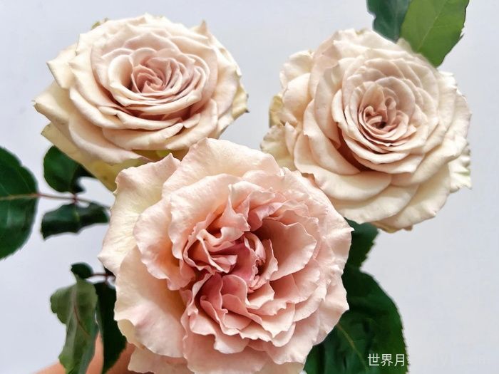 第九天使光之翼月季/翼天使Ailes(图3)