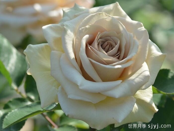 第九天使光之翼月季/翼天使Ailes(图4)