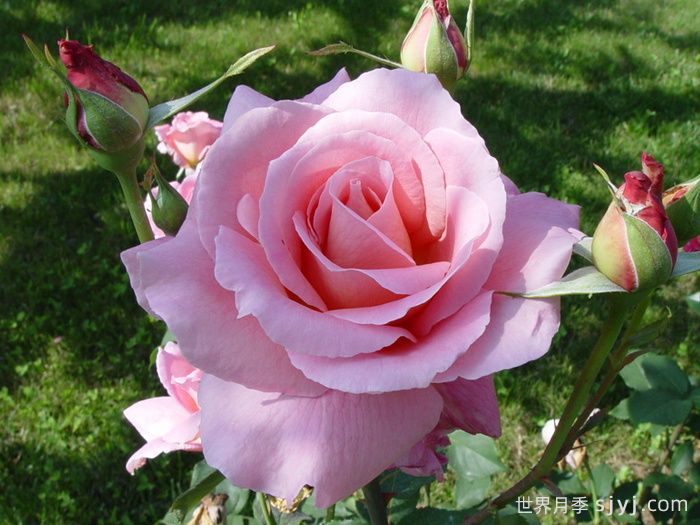 蒂芙尼月季/蒂凡尼Tiffany(图2) 蒂芙尼月季/蒂凡尼Tiffany(图2)